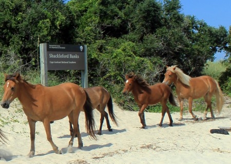 Shackleford-banks-wild-horses, Shackleford-banks-wild-ponies