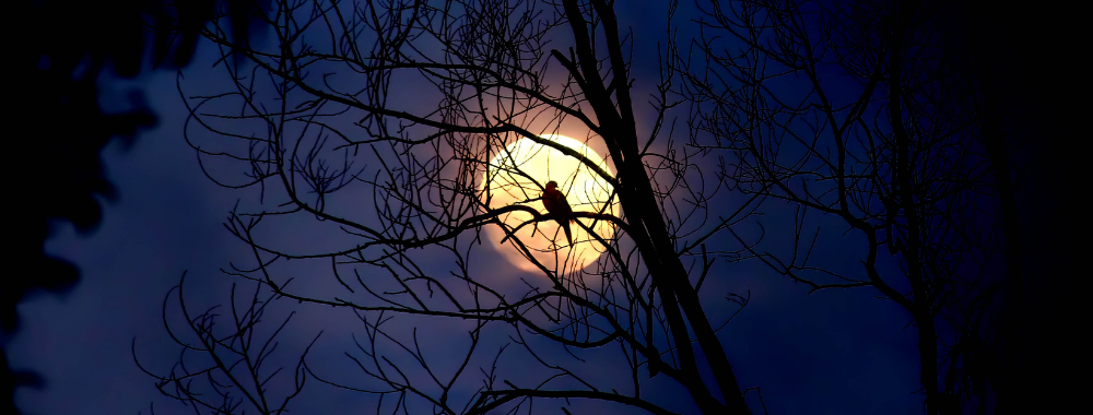 Eerie looking bird in a leafless tree at night during a full moon during spooky October Events on the Crystal Coast