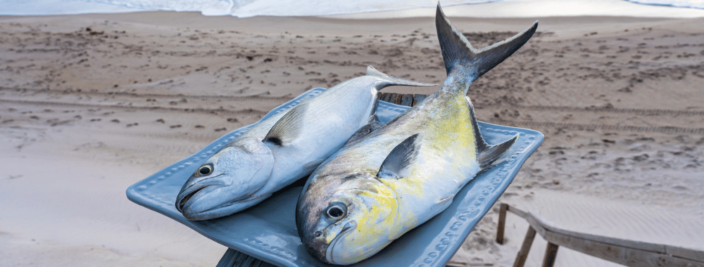 Bluefish and Pompano caught on the beach