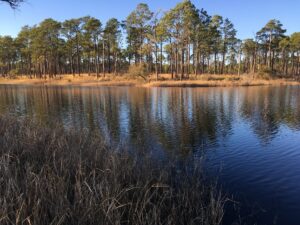 croatan national forest