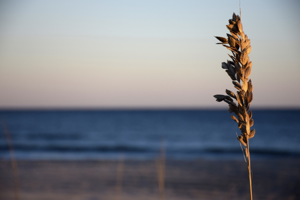 Sea Oats in Emerald Isle