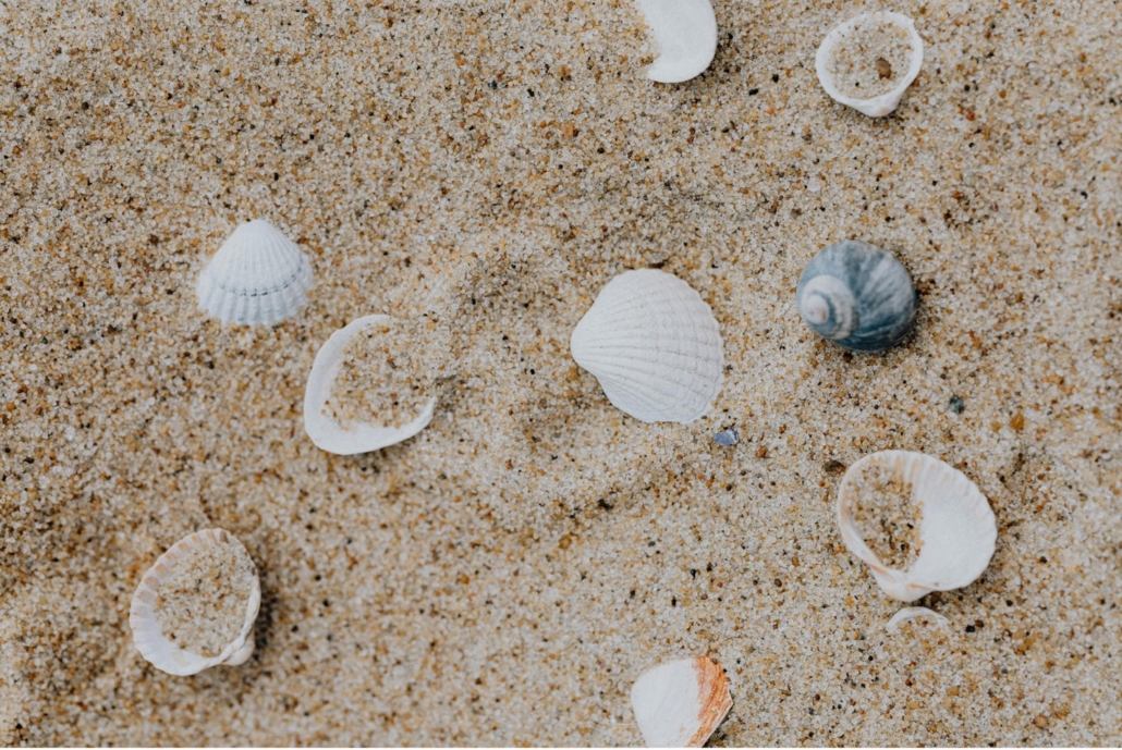 Seashells in the Sand